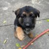 Baxter - Image 4
