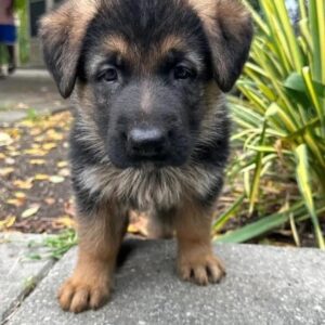 Baxter