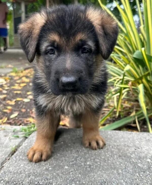 Baxter