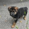 Baxter - Image 3