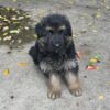 Sadie - Image 2