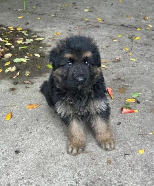 Sadie