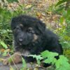 Sadie - Image 3