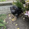 Sadie - Image 4