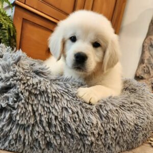 Daisy
