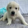 Bella - Image 2