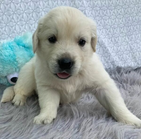 Bella