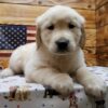 Charlie - Image 4