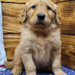 Teddy