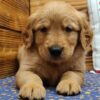 Teddy - Image 3