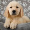 Rosie - Image 2