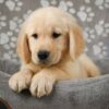 Rosie - Image 4