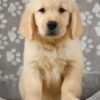 Rosie - Image 3