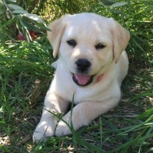 Finn