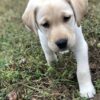 Finn - Image 3