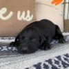 Lily - Image 3