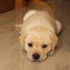 Ruby - Image 2