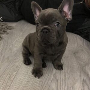 Milo