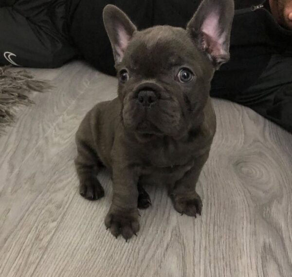 Milo