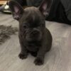 Milo - Image 3