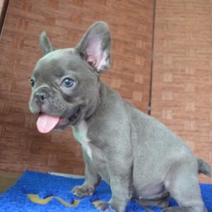 Oliver