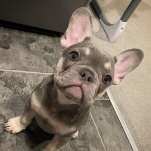 Duke