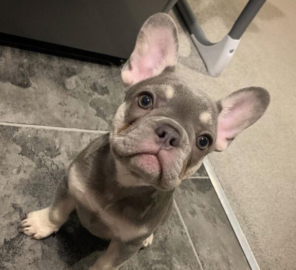 Duke