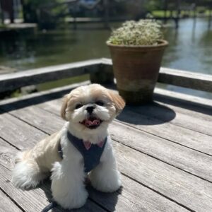 Frankie
