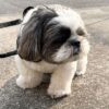 Lulu - Image 2