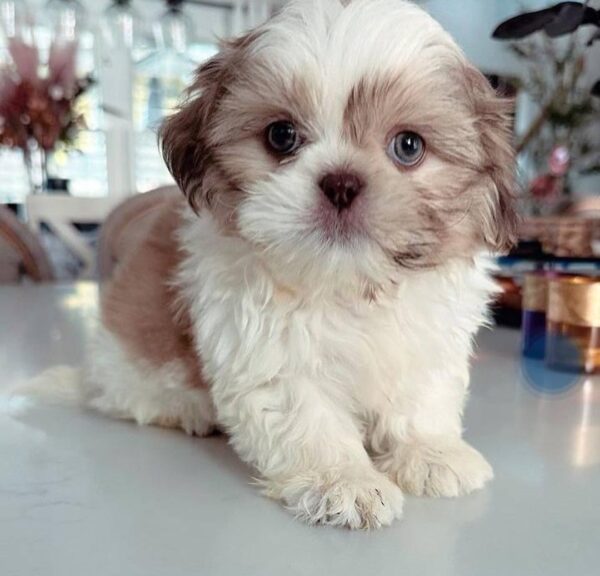 Maverick