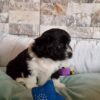 Zorro - Image 4