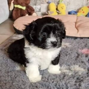 Zorro