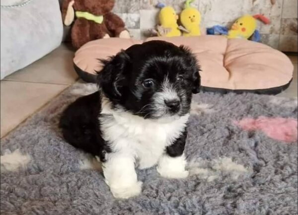Zorro