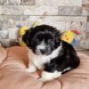 Zorro - Image 2