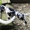 Murphy2 - Image 4