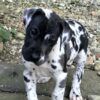 Murphy2 - Image 3