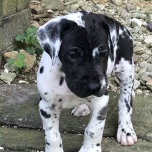 Murphy2
