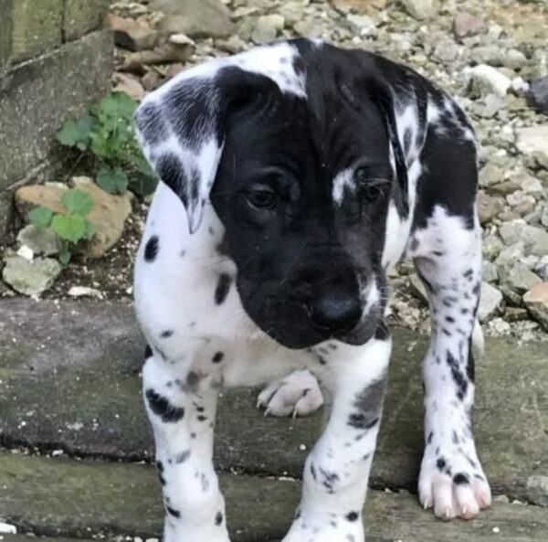 Murphy2