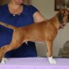 Fido - Image 6