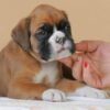 Fido - Image 4