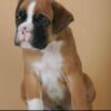 Fido - Image 3