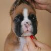 Fido - Image 2