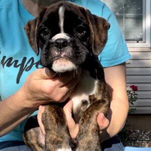 Otis