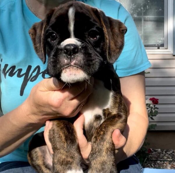 Otis