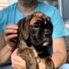 Otis - Image 3
