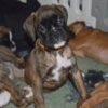 Hazel - Image 3
