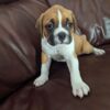 Cinnamon - Image 4