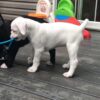 Hank - Image 4