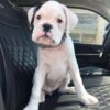 Hank - Image 2