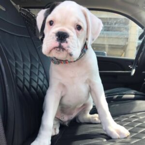 Hank